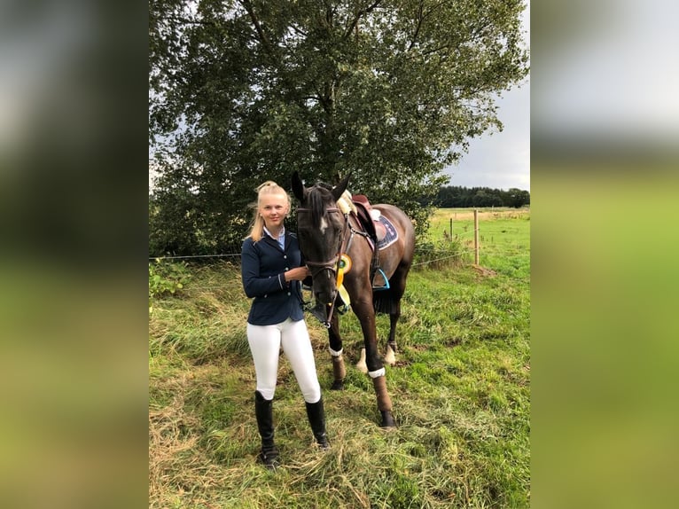 Mecklenburg Giumenta 15 Anni 165 cm Baio nero in Georgsmarienhütte