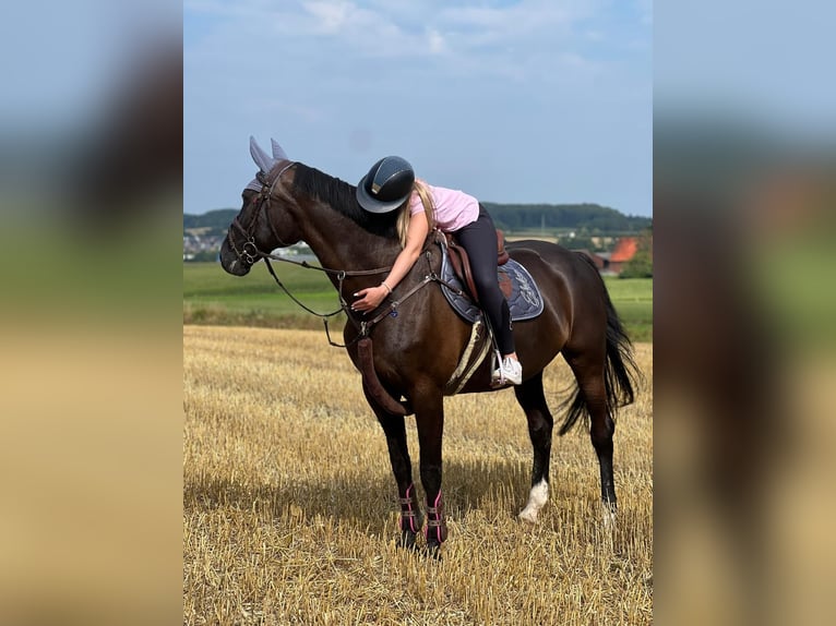 Mecklenburg Giumenta 15 Anni 165 cm Baio nero in Georgsmarienhütte