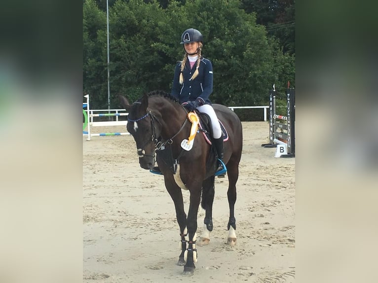 Mecklenburg Giumenta 15 Anni 165 cm Baio nero in Georgsmarienhütte