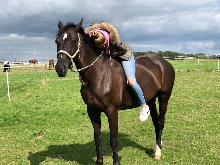 Mecklenburg Giumenta 15 Anni 165 cm Baio nero in Georgsmarienhütte