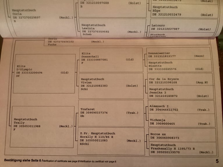 Mecklenburg Giumenta 16 Anni 164 cm in Stetten am kalten Markt Mecklenburg Giumenta 16 Anni 164 cm in Stetten am kalten Markt
