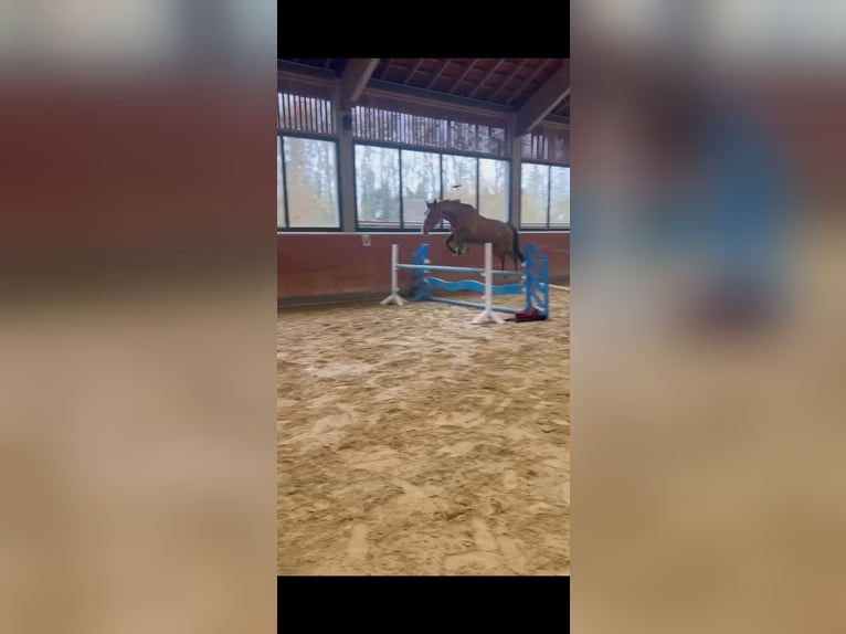 Mecklenburg Giumenta 16 Anni 166 cm Sauro in Coesfeld