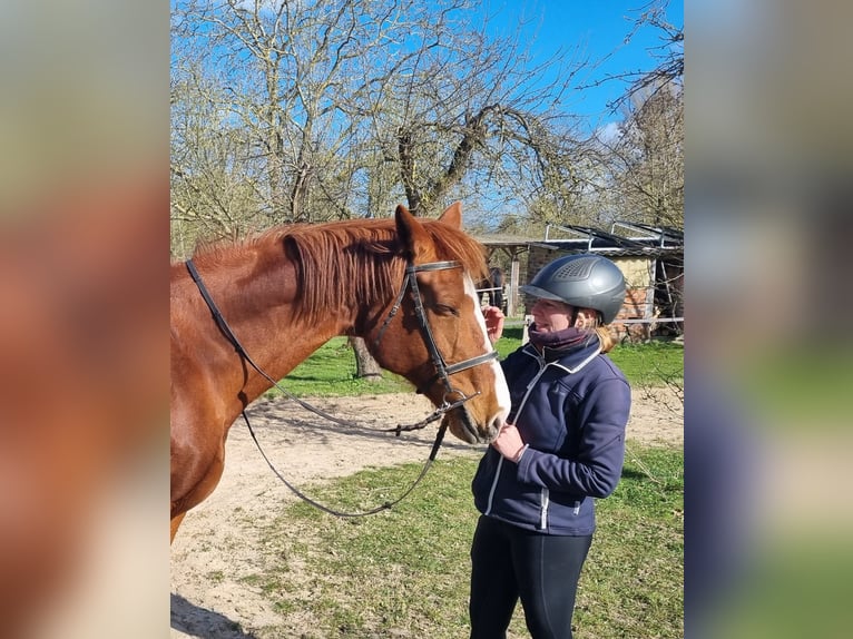 Mecklenburg Giumenta 16 Anni 175 cm Sauro in Schönberg
