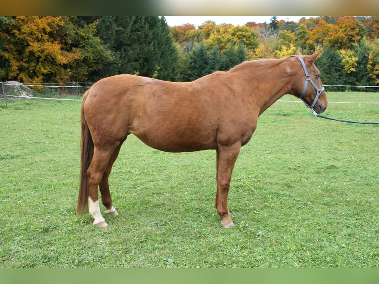 Mecklenburg Giumenta 17 Anni 164 cm in Stetten am kalten Markt