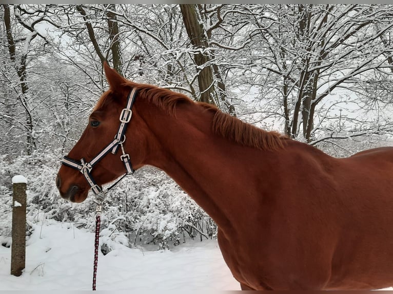 Mecklenburg Giumenta 17 Anni 164 cm Sauro in Ahlbeck