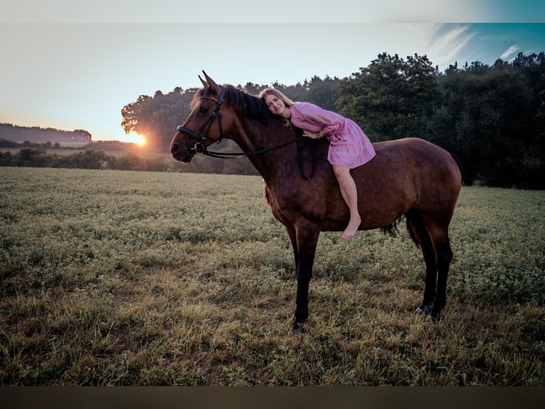 Mecklenburg Giumenta 19 Anni 163 cm Baio in Wilhermsdorf