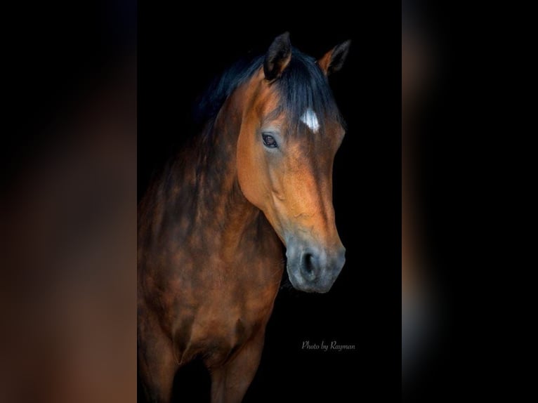 Mecklenburg Giumenta 19 Anni 163 cm Baio in Wilhermsdorf