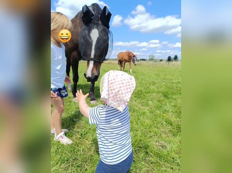 Mecklenburg Giumenta 19 Anni 165 cm Baio scuro in Emmerich
