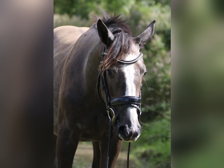 Mecklenburg Giumenta 1 Anno 160 cm Grigio in Häschendorf