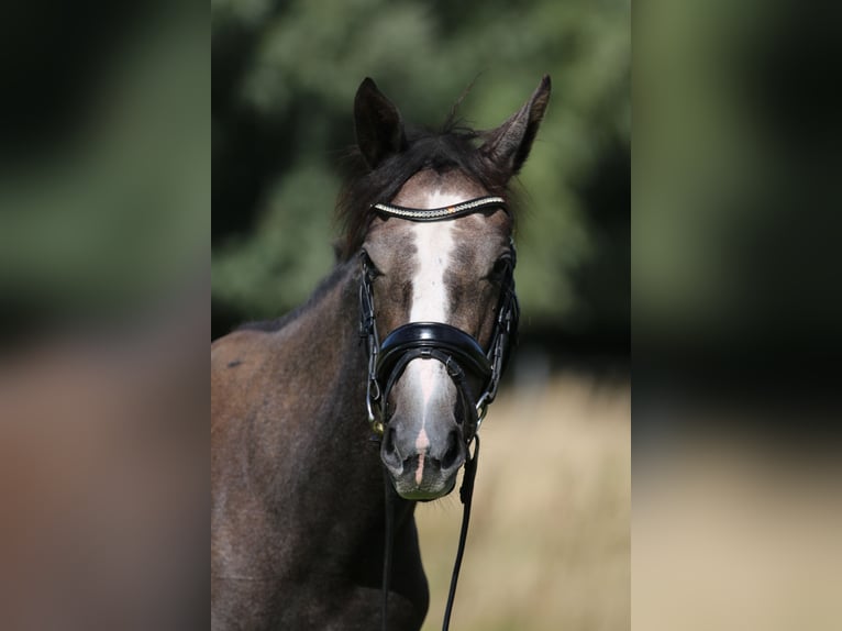 Mecklenburg Giumenta 1 Anno 160 cm Grigio in Häschendorf