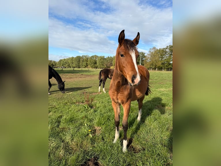 Mecklenburg Giumenta 1 Anno 160 cm Può diventare grigio in Bresegard b Picher