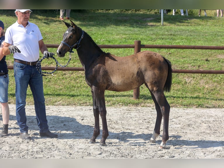 Mecklenburg Giumenta 1 Anno Può diventare grigio in Anklam