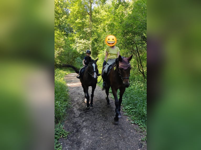 Mecklenburg Giumenta 20 Anni 165 cm Baio scuro in Emmerich