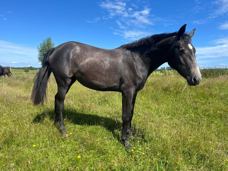 Mecklenburg Giumenta 2 Anni 166 cm Grigio ferro in Wusterhusen