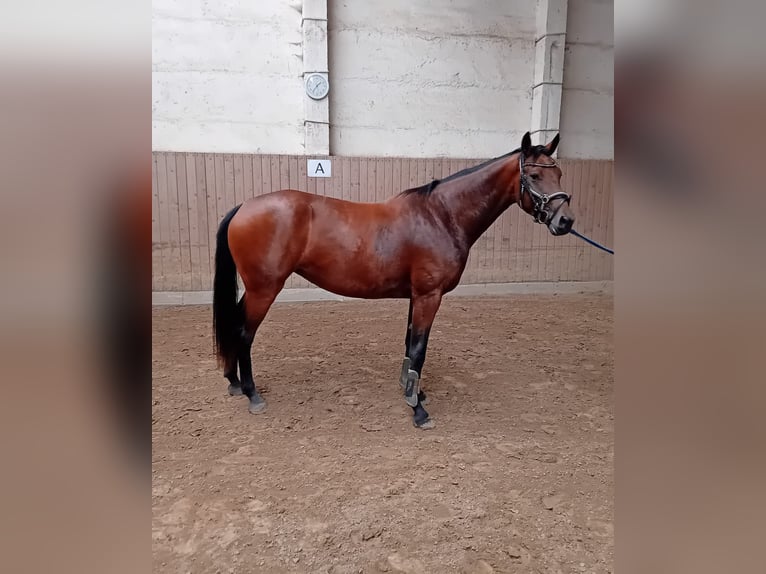 Mecklenburg Giumenta 3 Anni 165 cm Baio in Lüttow-Valluhn