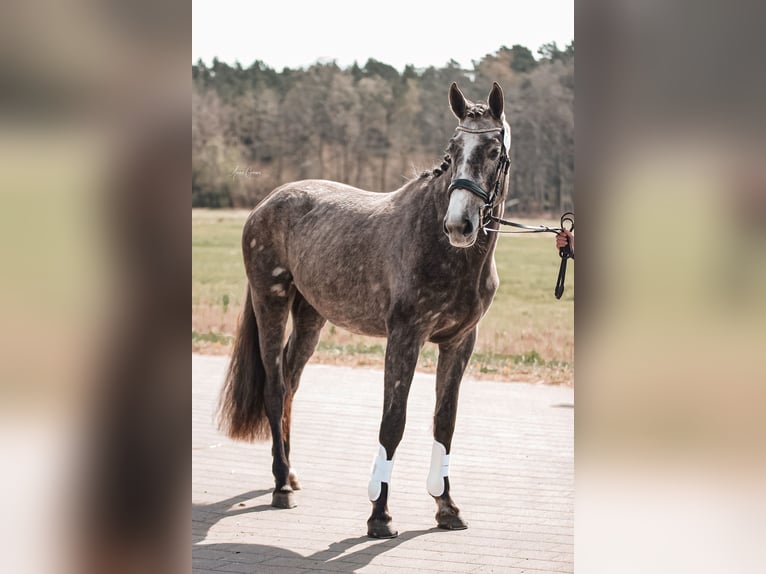 Mecklenburg Giumenta 3 Anni 167 cm Grigio in Bresegard b Picher