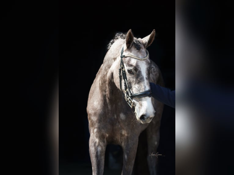 Mecklenburg Giumenta 3 Anni 167 cm Grigio in Bresegard b Picher