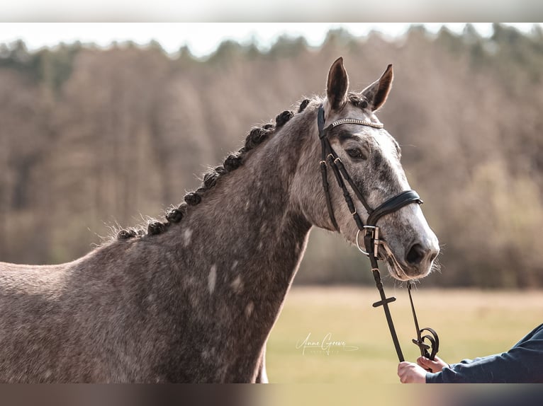 Mecklenburg Giumenta 3 Anni 167 cm Grigio in Bresegard b Picher
