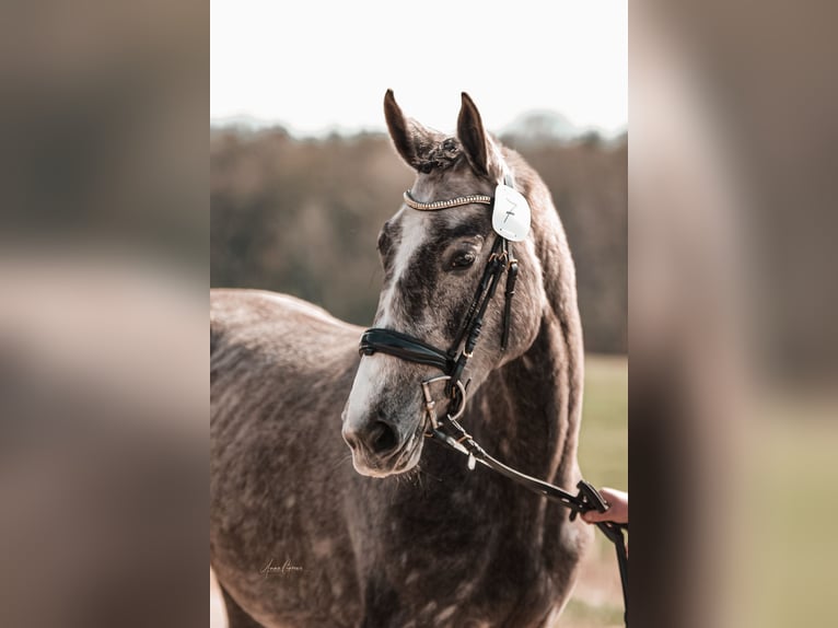 Mecklenburg Giumenta 3 Anni 167 cm Grigio in Bresegard b Picher