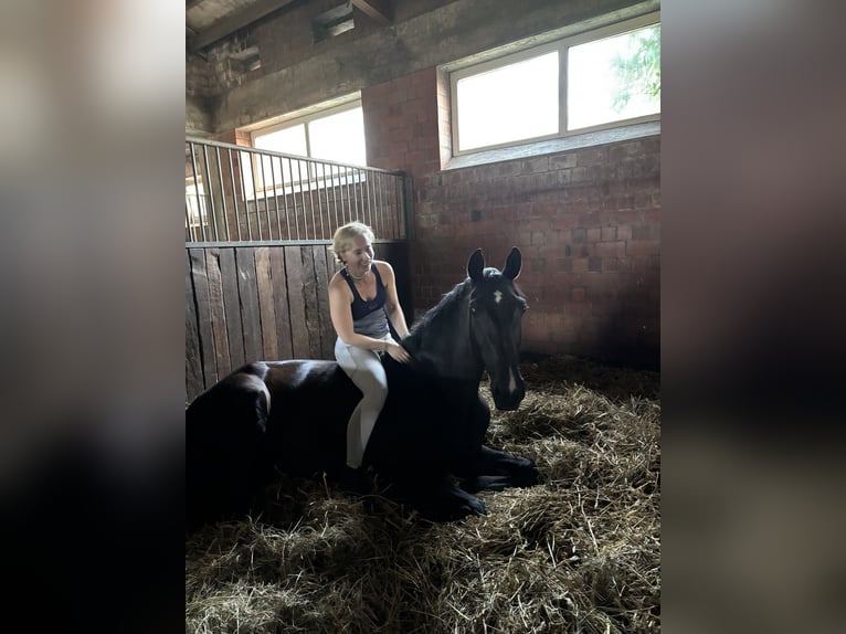 Mecklenburg Giumenta 3 Anni 170 cm Baio nero in Reinfeld