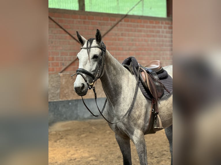 Mecklenburg Giumenta 4 Anni 160 cm Grigio pezzato in Düsseldorf