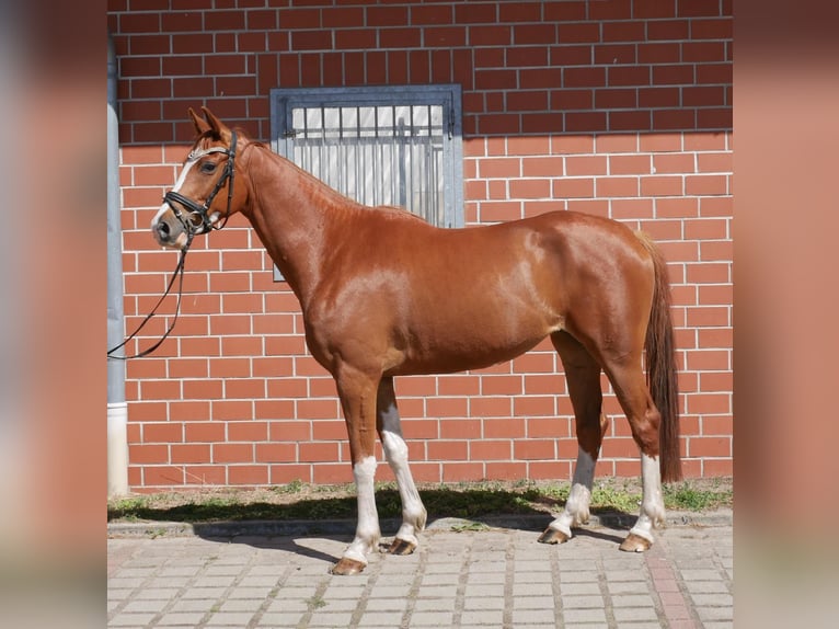 Mecklenburg Giumenta 4 Anni 161 cm Sauro in Polzow
