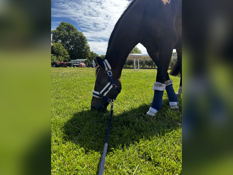 Mecklenburg Giumenta 4 Anni 165 cm Baio in Kirch Jesar