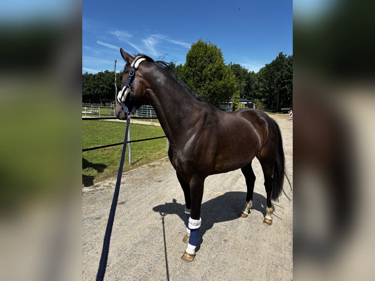 Mecklenburg Giumenta 4 Anni 165 cm Baio in Kirch Jesar