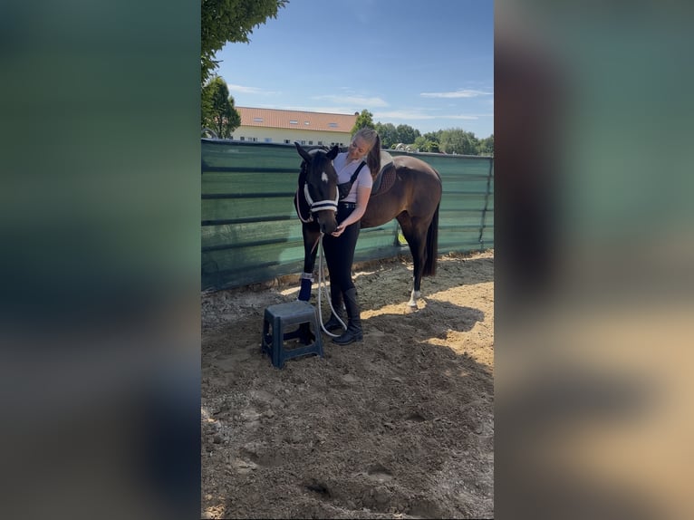 Mecklenburg Giumenta 4 Anni 165 cm Baio in Kirch Jesar