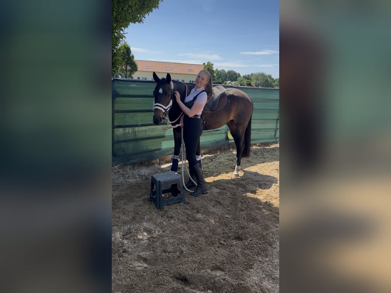Mecklenburg Giumenta 4 Anni 165 cm Baio in Kirch Jesar