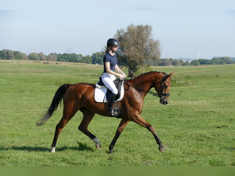 Mecklenburg Giumenta 4 Anni 167 cm Baio in Ganschow