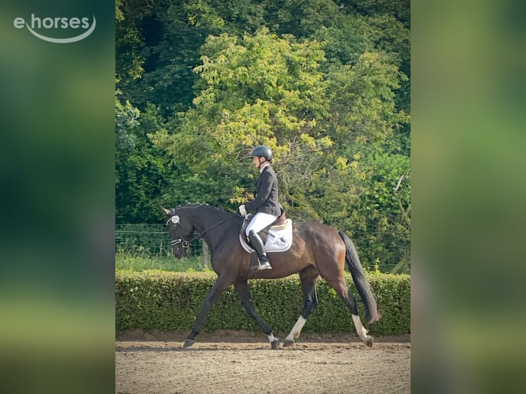 Mecklenburg Giumenta 4 Anni 167 cm Baio nero in Groß Kreutz