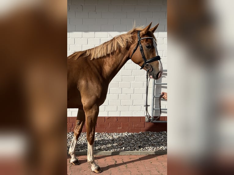 Mecklenburg Giumenta 4 Anni 167 cm Sauro in Insel Poel