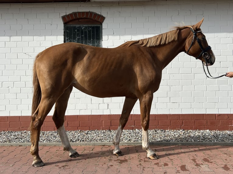 Mecklenburg Giumenta 4 Anni 167 cm Sauro in Insel Poel