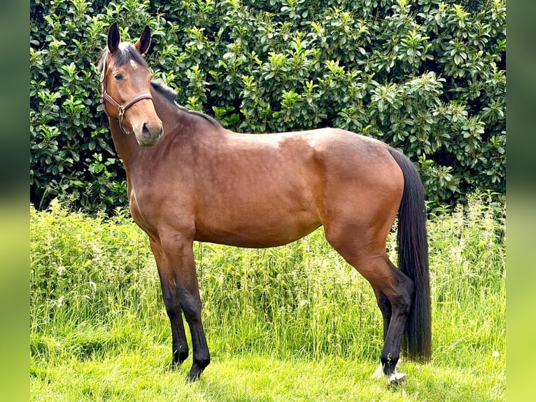 Mecklenburg Giumenta 4 Anni 175 cm Baio in Ratingen