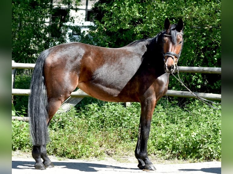 Mecklenburg Giumenta 5 Anni 160 cm Baio in Ratingen