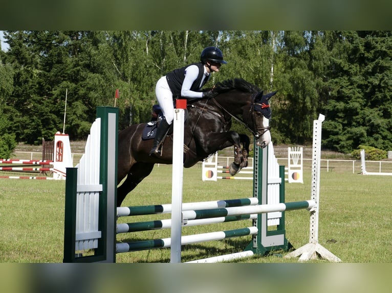 Mecklenburg Giumenta 5 Anni 160 cm Baio nero in Waren (Müritz)