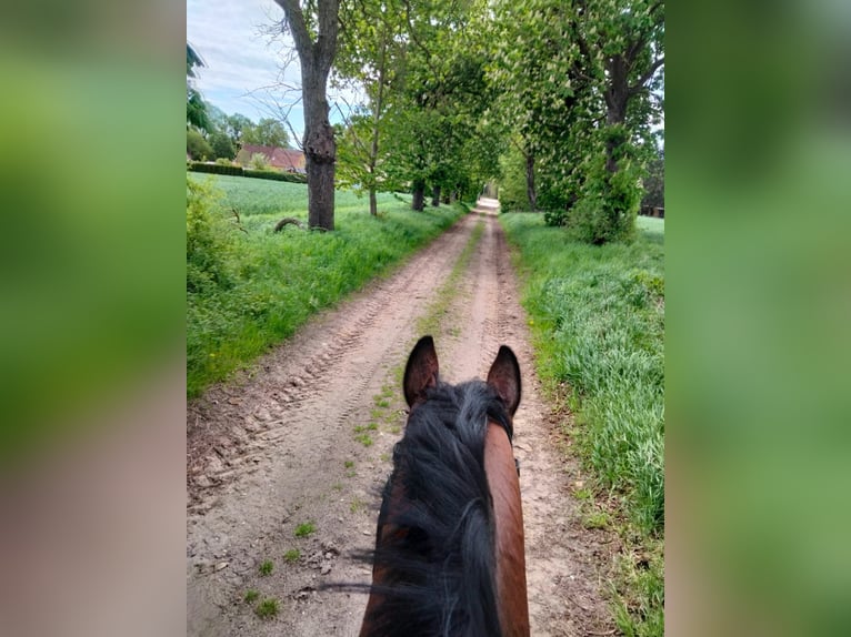 Mecklenburg Giumenta 5 Anni 162 cm Baio in Putbus
