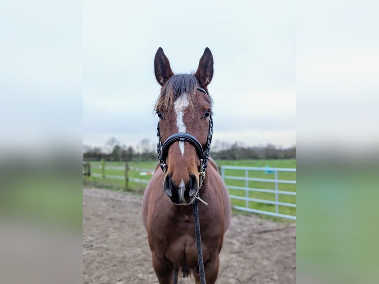 Mecklenburg Giumenta 5 Anni 163 cm Baio in Dalberg