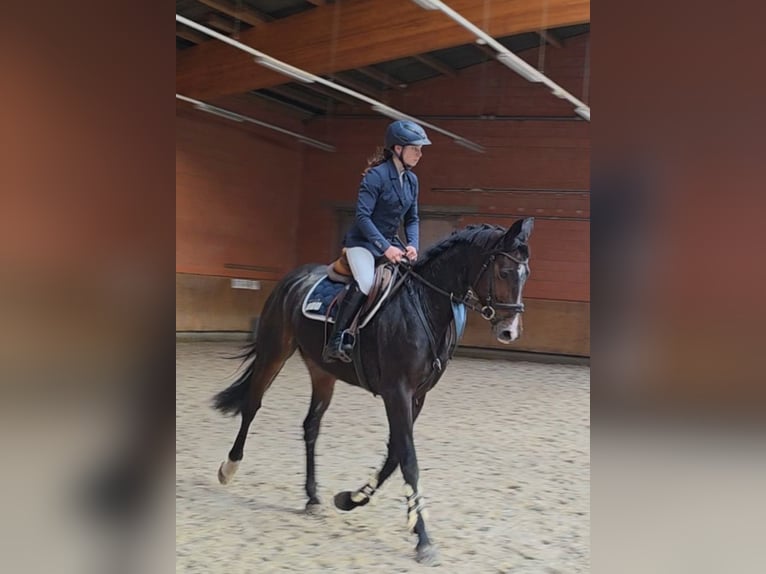 Mecklenburg Giumenta 5 Anni 165 cm Baio scuro in Braunschweig