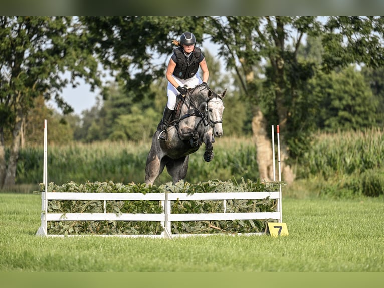 Mecklenburg Giumenta 6 Anni 155 cm Grigio pezzato in Steinau