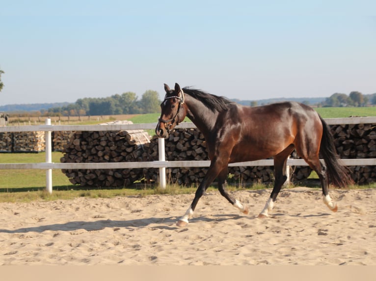 Mecklenburg Giumenta 6 Anni 162 cm Baio nero in Ziethen