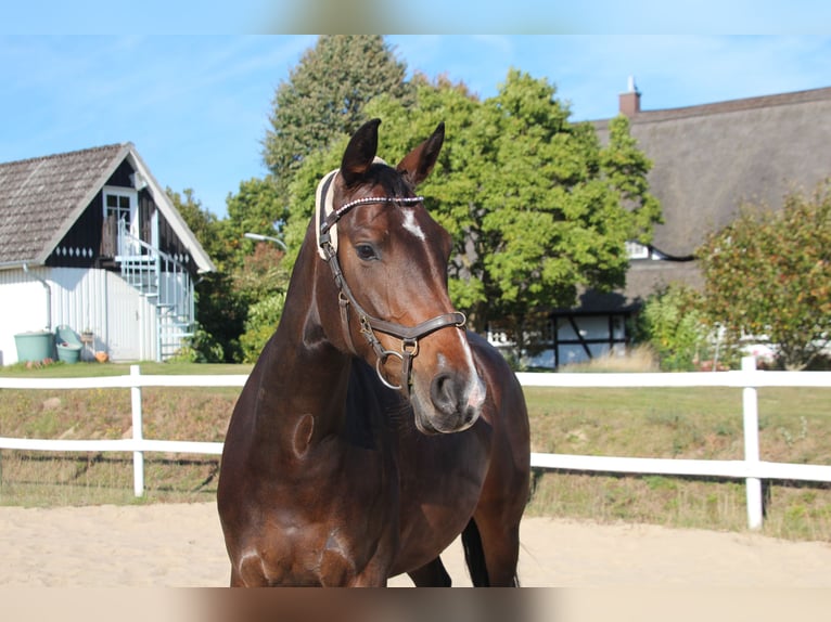 Mecklenburg Giumenta 6 Anni 162 cm Baio nero in Ziethen