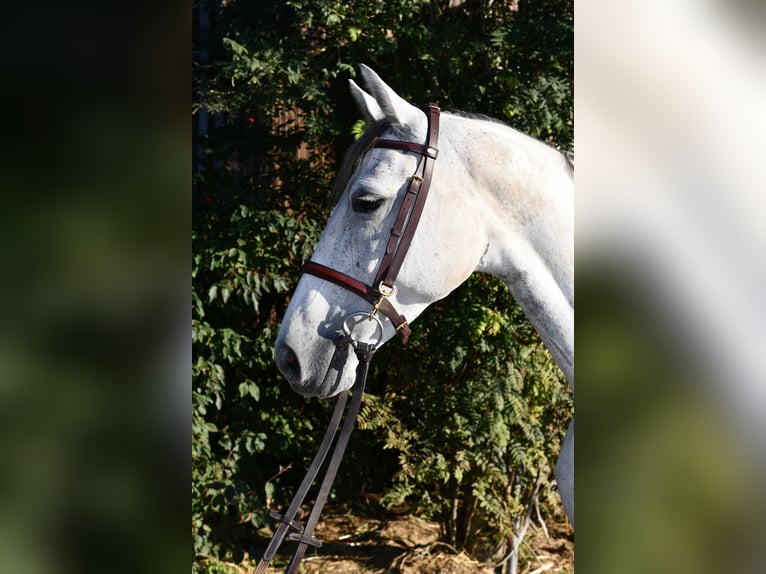 Mecklenburg Giumenta 6 Anni 162 cm Grigio in Geilenkirchen