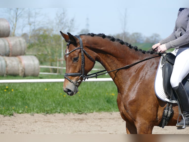 Mecklenburg Giumenta 6 Anni 164 cm Baio in Ganschow