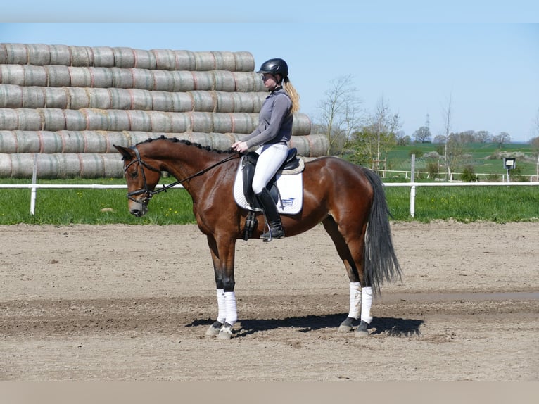 Mecklenburg Giumenta 6 Anni 164 cm Baio in Ganschow
