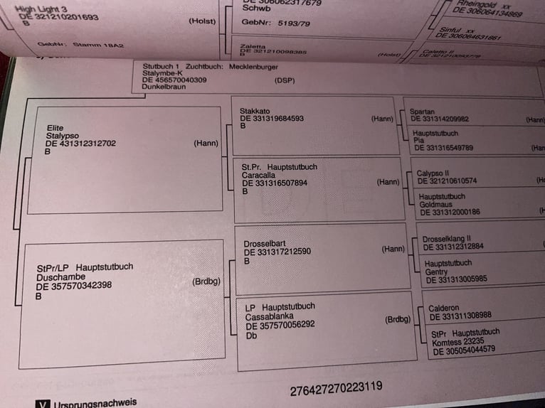 Mecklenburg Giumenta 6 Anni 165 cm Baio in Kreuzen