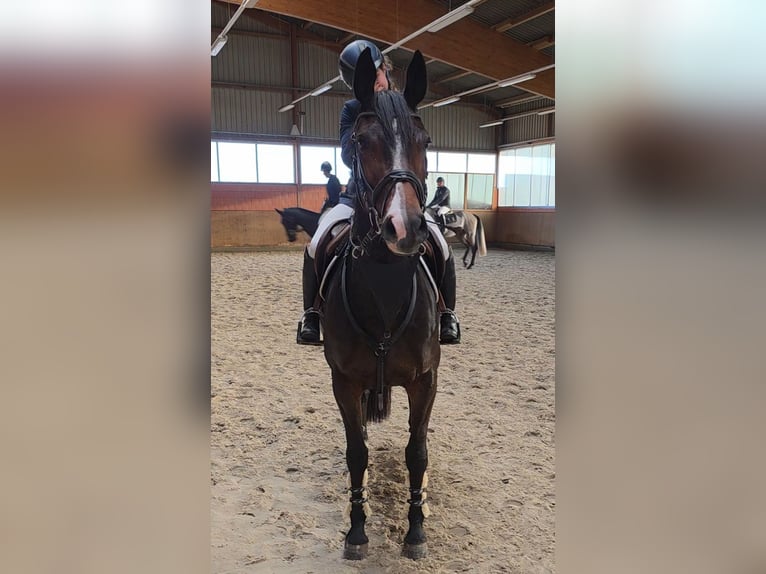 Mecklenburg Giumenta 6 Anni 165 cm Baio scuro in Braunschweig