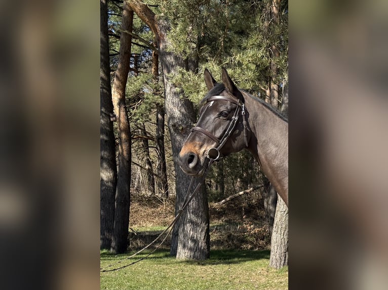 Mecklenburg Giumenta 6 Anni 168 cm Baio nero in GanzlinPlau am See