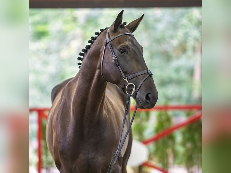 Mecklenburg Giumenta 6 Anni 169 cm Baio scuro in Mnster-Handorf